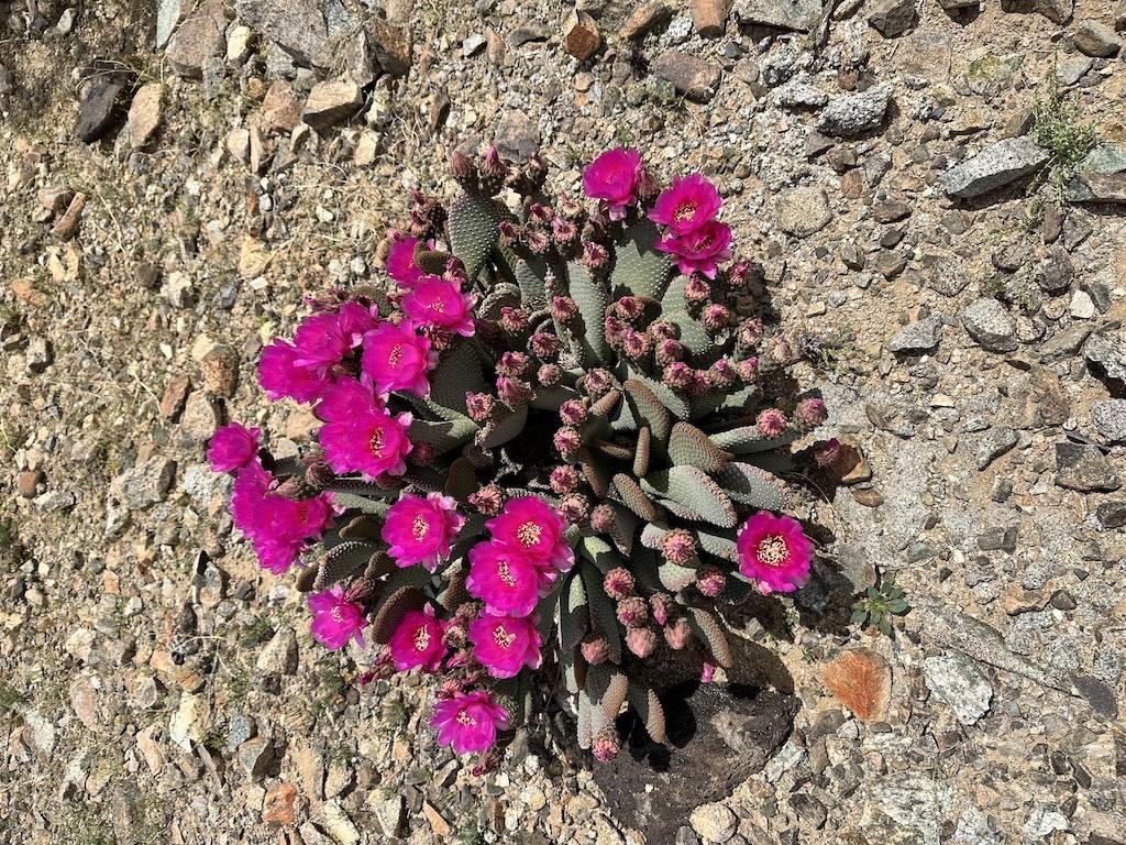 Bright pink flowers on a cactus in the springtime in Death Valley National Park in California