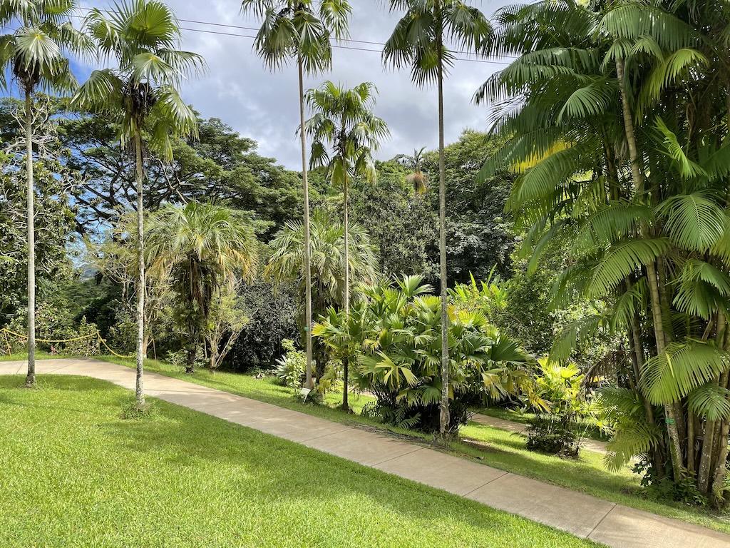 Path to walk on at Ho'omaluhia Botanical Garden with trees and plants on the sides