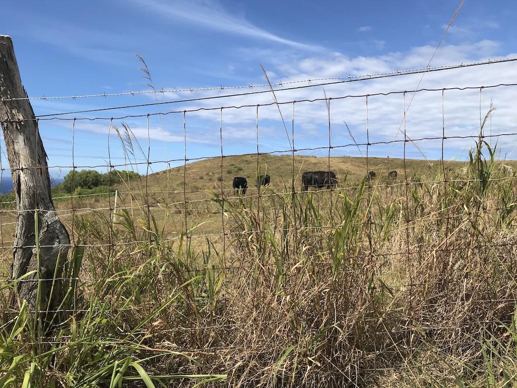 Cows grazing in the pasture from Luna’s road trip to Haleakala National Park