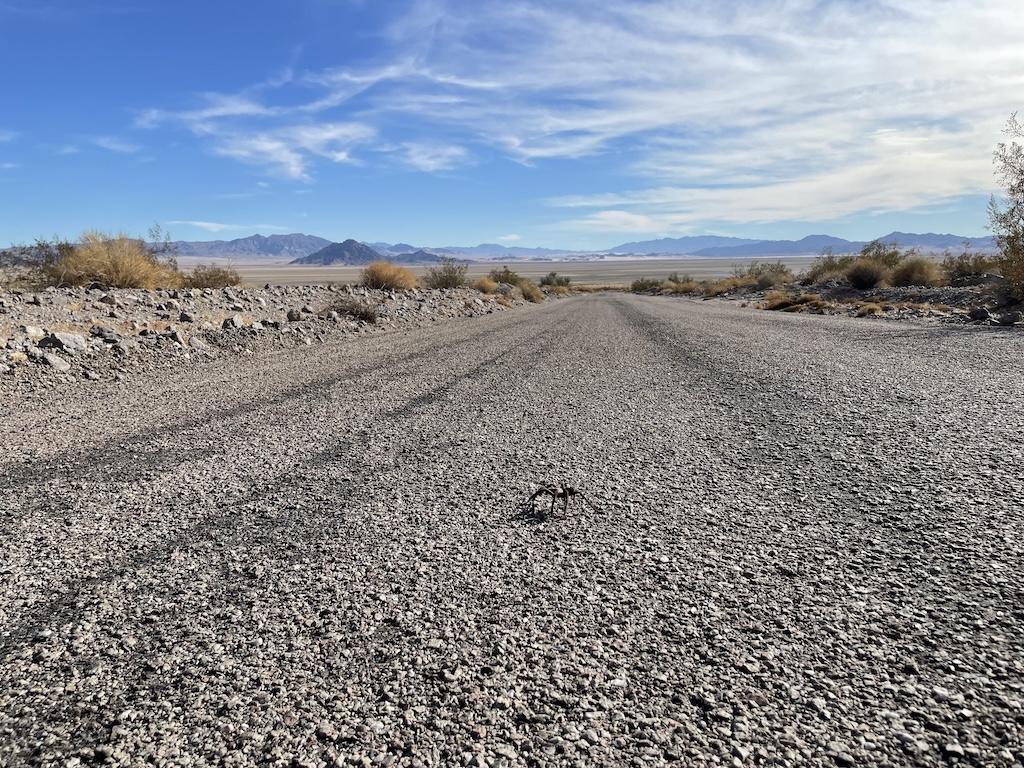 Tarantula crossing Zzyzx Road in California, off the I-15, seen by Luna on a road trip to Soda Springs