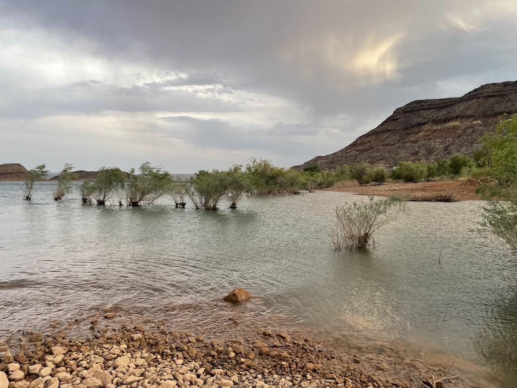 View of plants growing out of the water at Quail Creek State Park in Utah