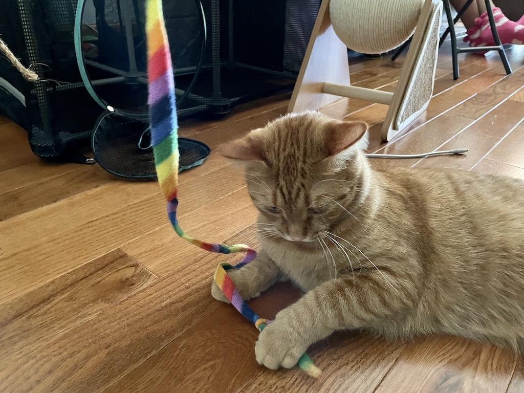 Picture of Luna’s relatives’ cat playing with a string