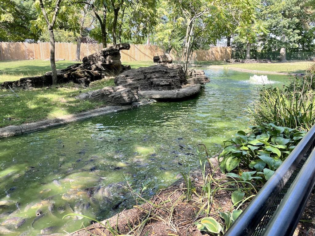 Catfish pond that Luna saw at the Potawatomi Zoo in Indiana