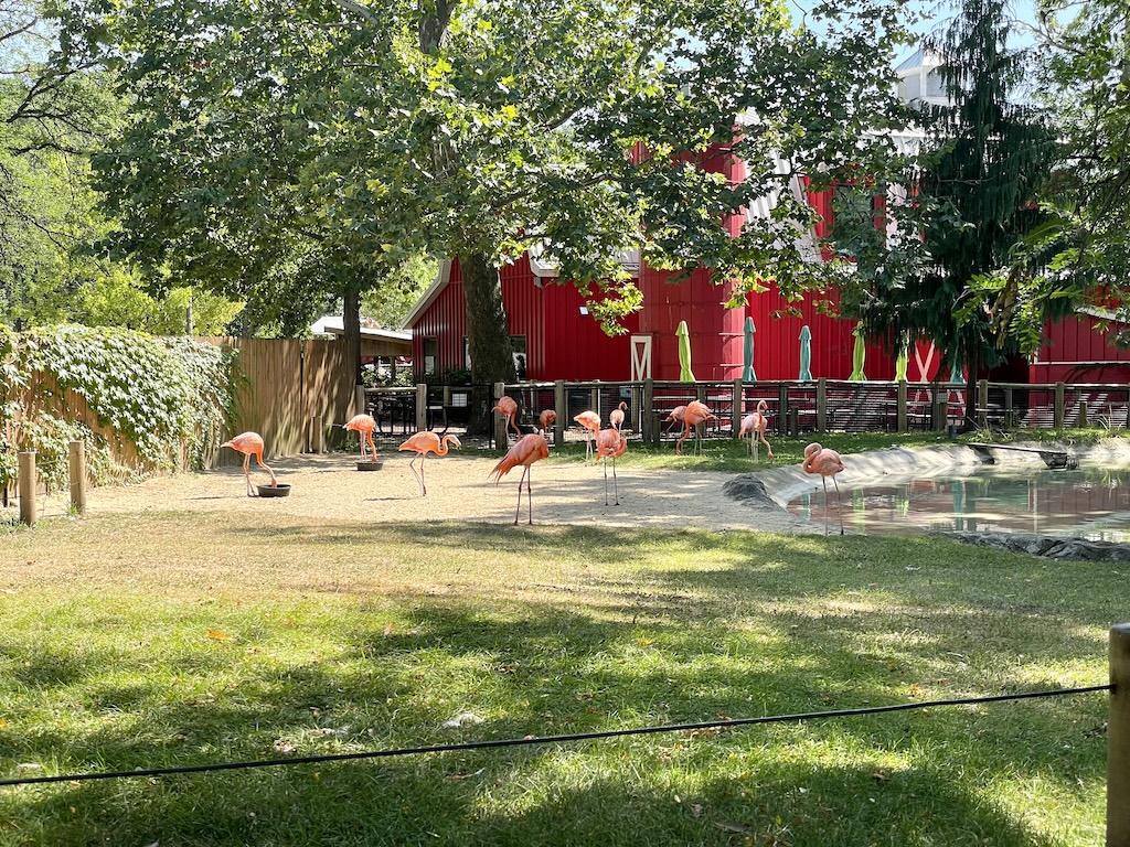 Flamingos next to red barn at the Potawatomi Zoo in Indiana