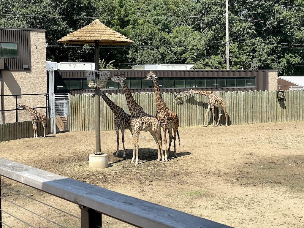 View of giraffes feeding at Potawatomi Zoo in Indiana