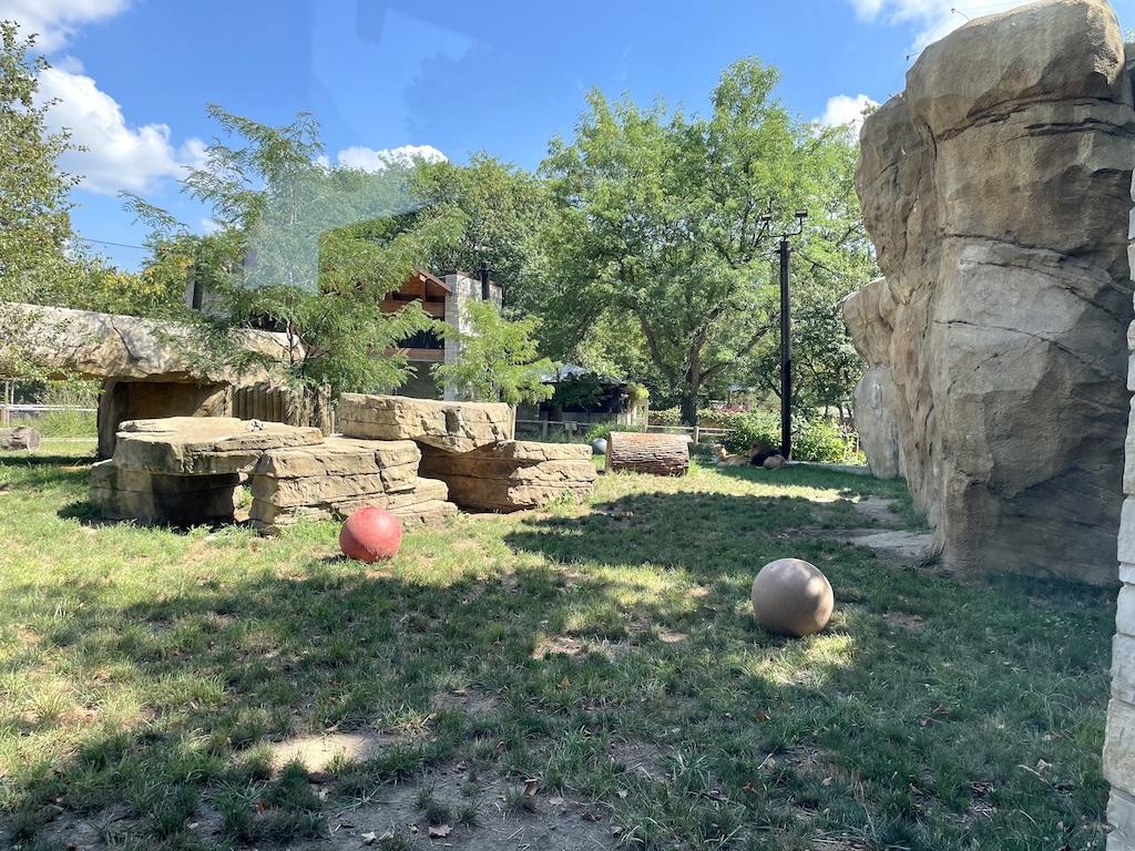 Lions in the far distance in their exhibit at the Potawatomi Zoo in Indiana