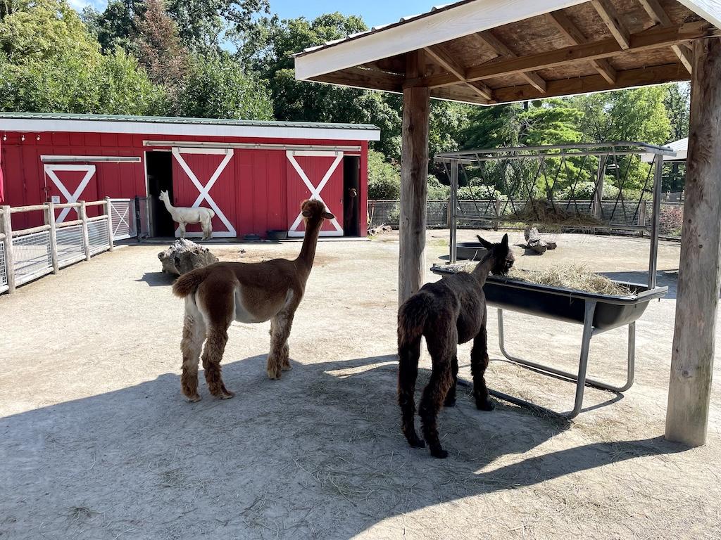 Llamas that Luna saw at the Potawatomi Zoo in Indiana