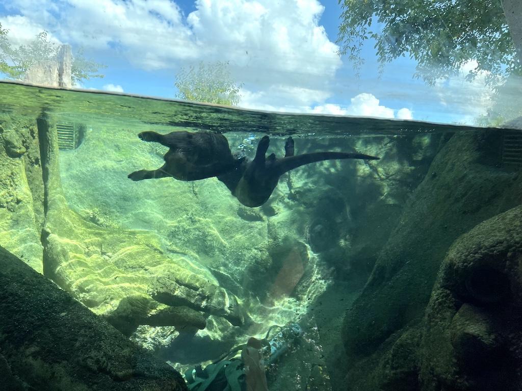 View of river otters swimming at the Potawatomi Zoo in Indiana