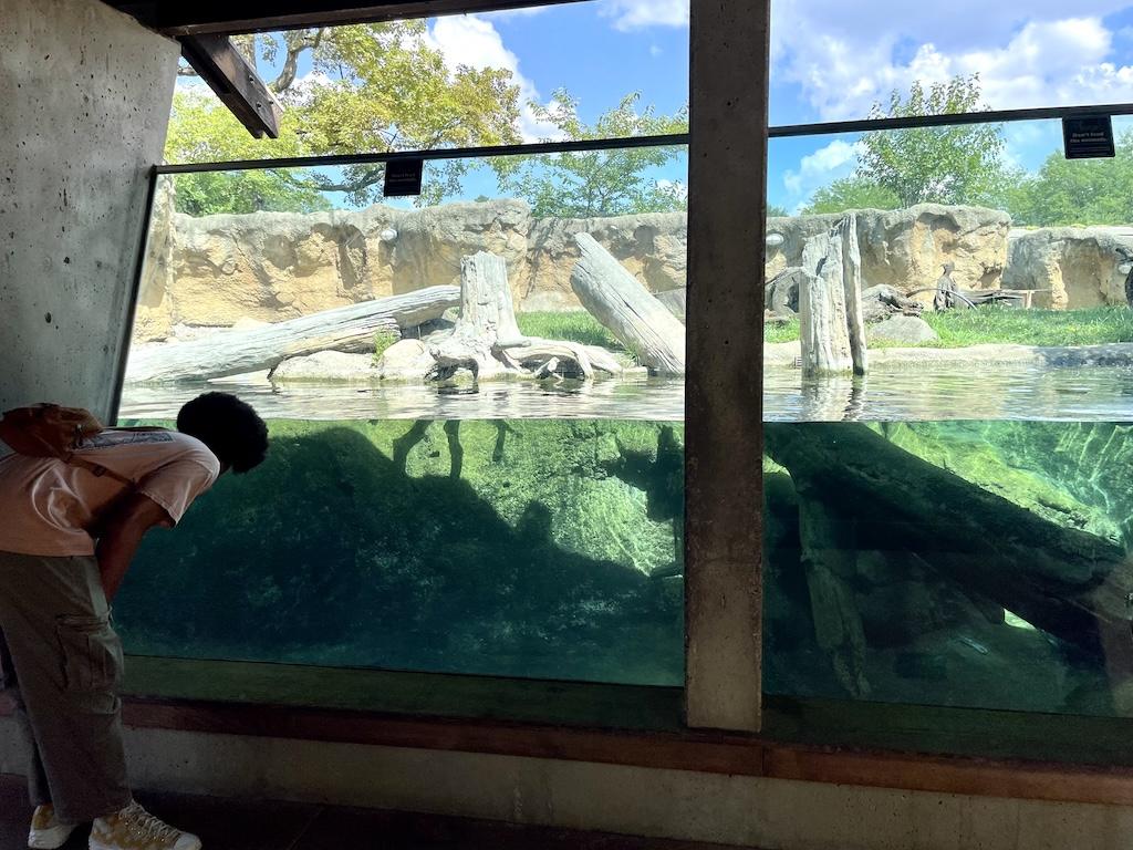 Young man looking in the river otter exhibit viewing pavillion at Potawatomi Zoo in Indiana