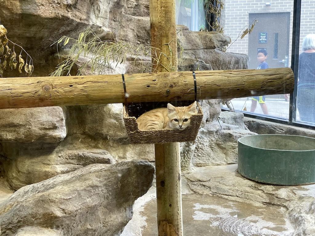 View of sand cat laying in a basket in the exhibit at Potawatomi Zoo in Indiana