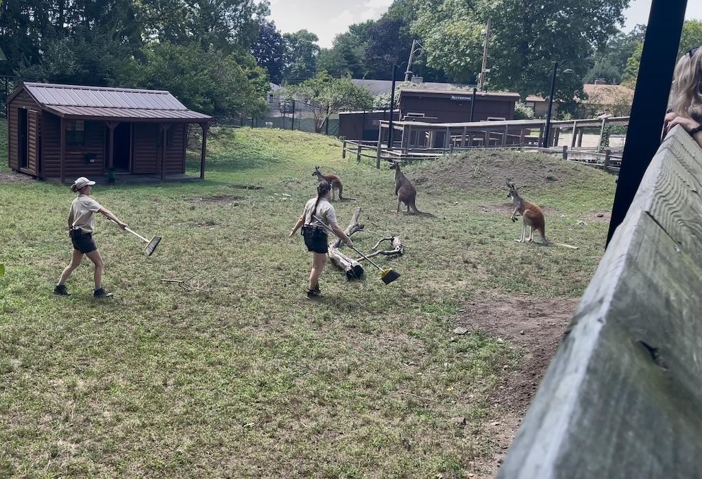 Staff trying to move red kangaroos at the Potawatomi Zoo in Indiana
