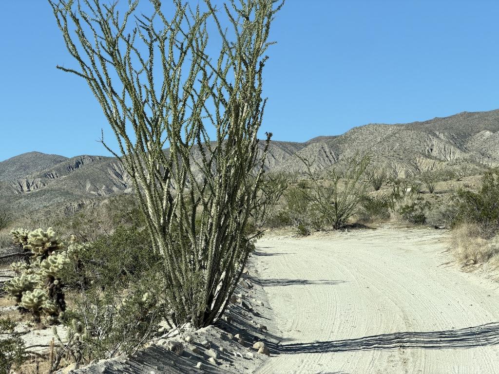 View of tall cactus on the side of Coyote Canyon Road at Anza-Borrego Desert State Park in California.