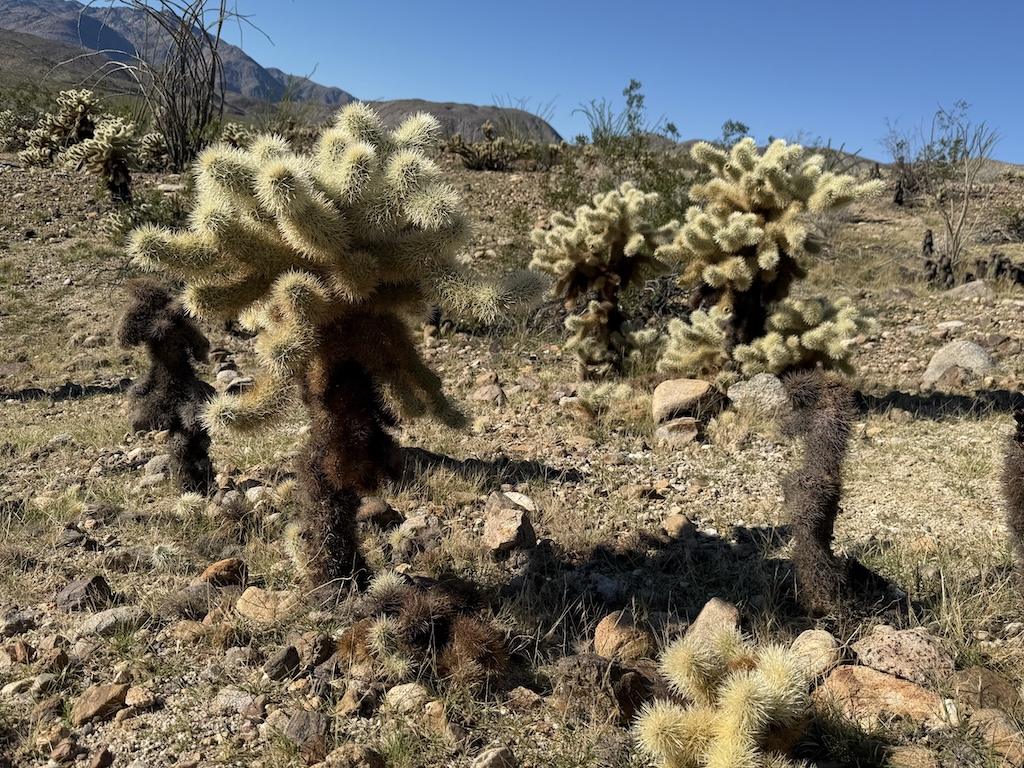 Close up view of cacti as Desert Gardens in Anza-Borrego Desert State Park in California.