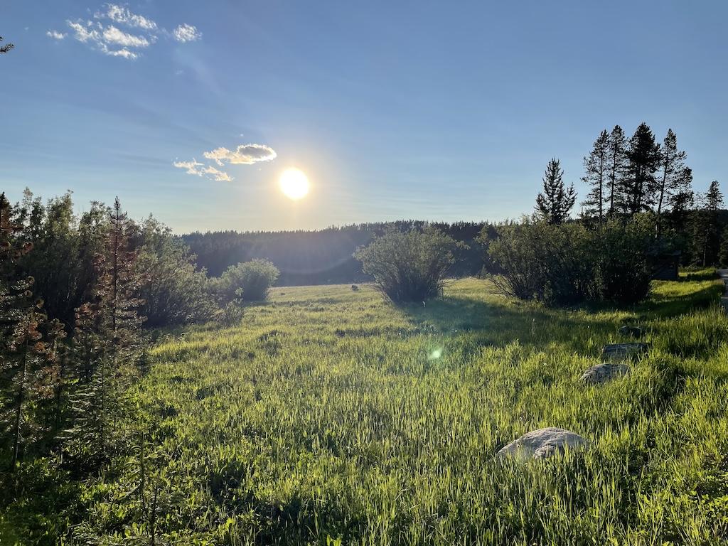 View of sunrise and trees that Luna saw at Lakeview Bighorn Campground, Wyoming