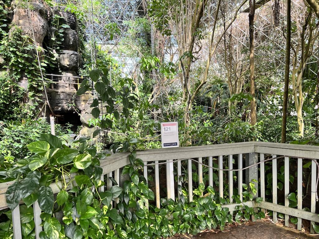View of rainforest biome with leaves and plants, at Biosphere 2 Arizona