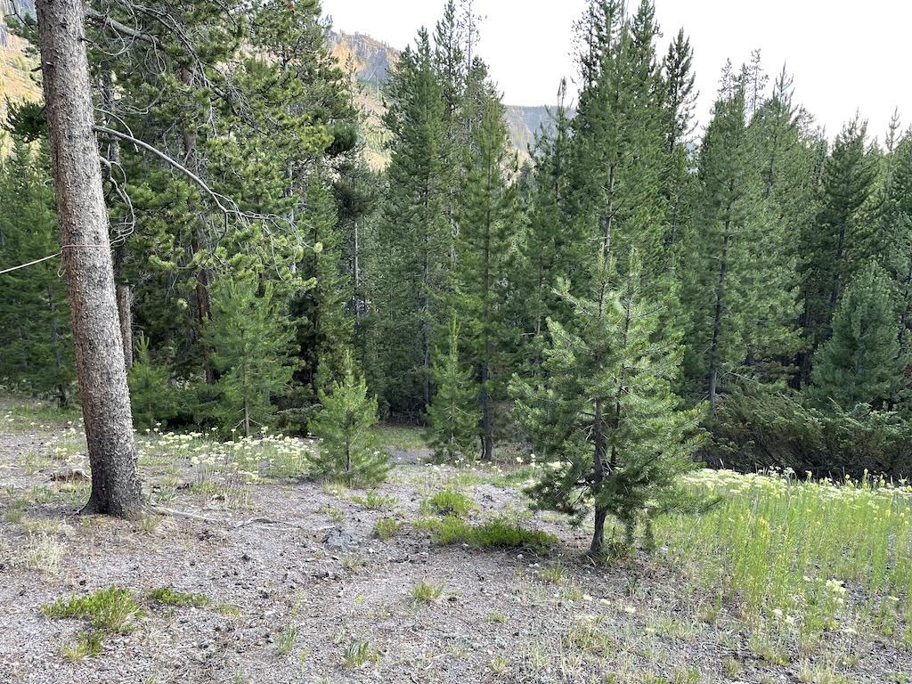 View of trees at Madison Campground at Yellowstone National Park, Wyoming