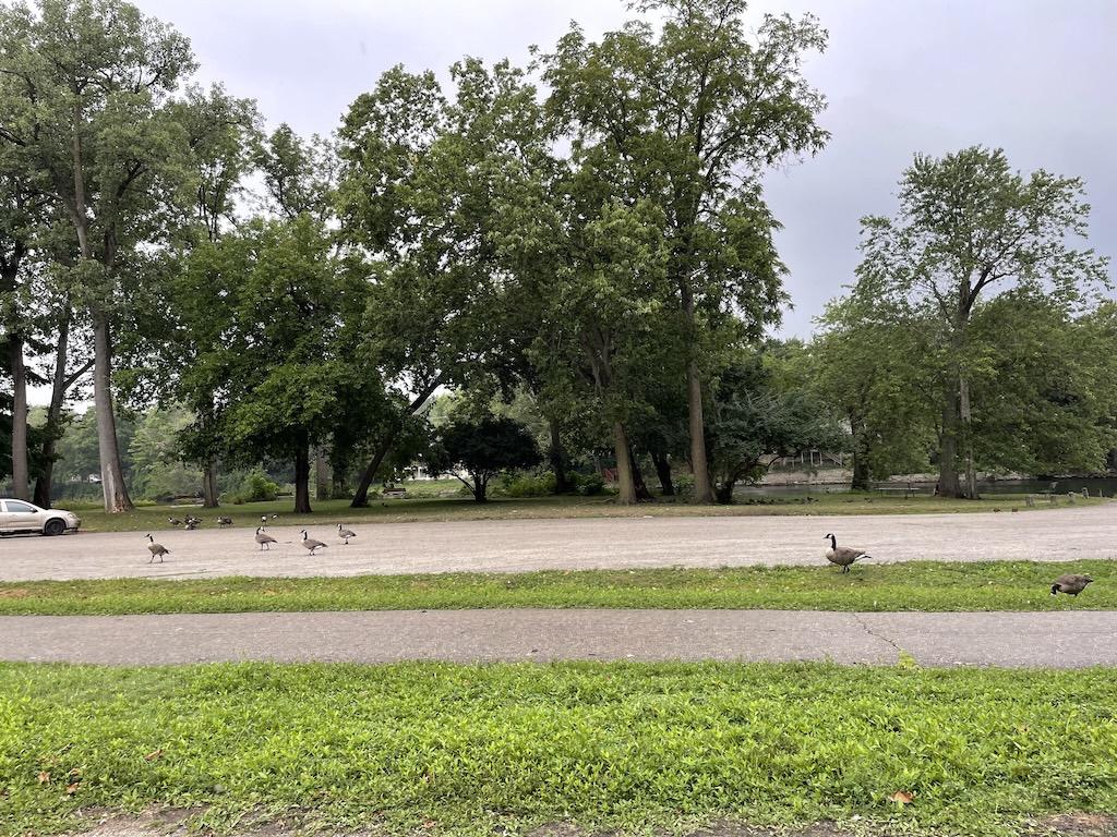 Geese and ducks along Riverfront Trail in Niles, Michigan